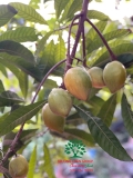 Cây Trứng Gà