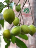Cây Trứng Gà
