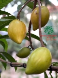 Cây Trứng Gà