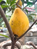 Cây Trứng Gà