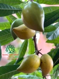 Cây Trứng Gà