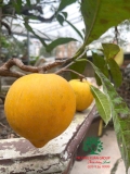 Cây Trứng Gà