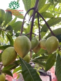 Cây Trứng Gà