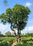 Cây Đại