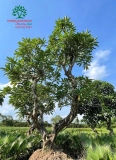 Cây Đại