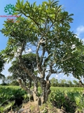 Cây Đại