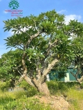Cây Đại