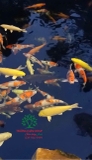 Hồ cá Koi 35
