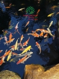 Hồ cá Koi 35