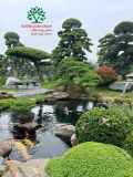 Hồ cá Koi 35