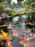 Hồ cá Koi 35