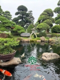 Hồ cá Koi 35