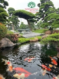 Hồ cá Koi 35