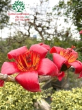 Cây Gạo