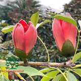 Cây Gạo