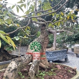 Cây Gạo