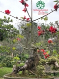 Cây Gạo