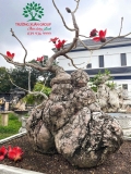 Cây Gạo