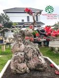Cây Gạo