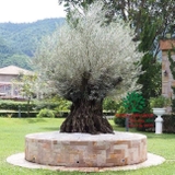 Cây Ôliu