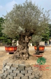 Cây Ôliu