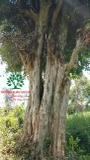 Cây Duối