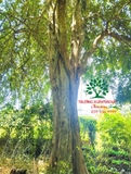 Cây Duối