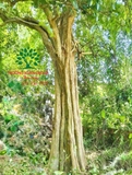 Cây Duối
