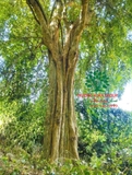 Cây Duối