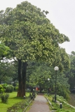 CÂY HOA SỮA
