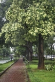 CÂY HOA SỮA