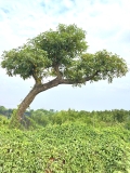 Cây Lộc Vừng