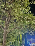 CÂY HOA SỮA