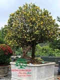 CÂY MAI TỨ QUÝ