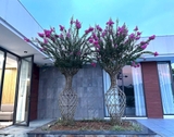CÂY MỸ NHÂN
