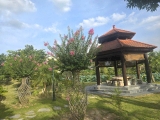 CÂY MỸ NHÂN