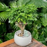 Hạnh phúc An nhiên [Chậu D24]