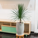 Phát Tài Núi Chậu Xám nhỏ [Dragon Tree w Grey Planter]