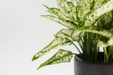 Ngọc Ngân [Aglaonema First Diamond in Nursery Pot]