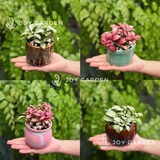 Lá may mắn [Chậu mini nhiều màu]