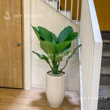 Đại Phú Gia Chậu Ly [Green Aglaonema Tree w Tall Planter]