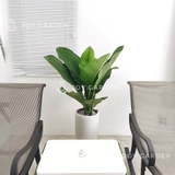 Đại Phú Gia Chậu Ly [Green Aglaonema Tree w Tall Planter]