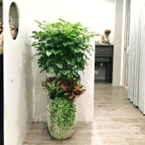 Set Hạnh phúc Sung túc