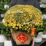 Cúc Mâm Xôi [Giỏ Tre]