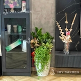 Set Kim tiền Đại Phát [Chậu ly trắng]