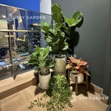 [Combo Ban công] Đủ Đầy