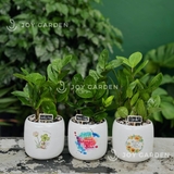 Kim tiền mini [Chậu C12]