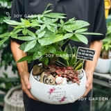 Tiểu cảnh Kim ngân Đại Cát