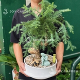 Tùng Bồng Lai [size trung]