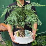 Tùng Bồng Lai [size trung]